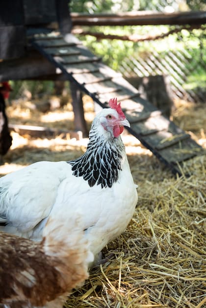 Existen distintos tipos de gallinas, algunas son mejor para cría y otras mejores ponedoras.