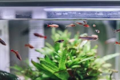 Existen diversas especies de peces que pueden vivir en un acuario (Foto Pexels)