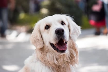 Existen diversas organizaciones que rescatan perros en riesgo