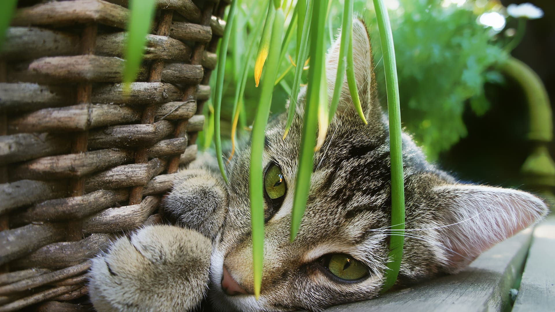 Existen más de 700 especies vegetales reconocidas como potencialmente tóxicas, tanto para humanos como para mascotas