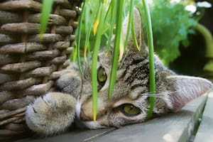 Existen más de 700 especies vegetales reconocidas como potencialmente tóxicas, tanto para humanos como para mascotas