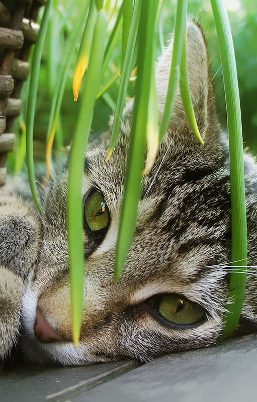 Existen más de 700 especies vegetales reconocidas como potencialmente tóxicas, tanto para humanos como para mascotas