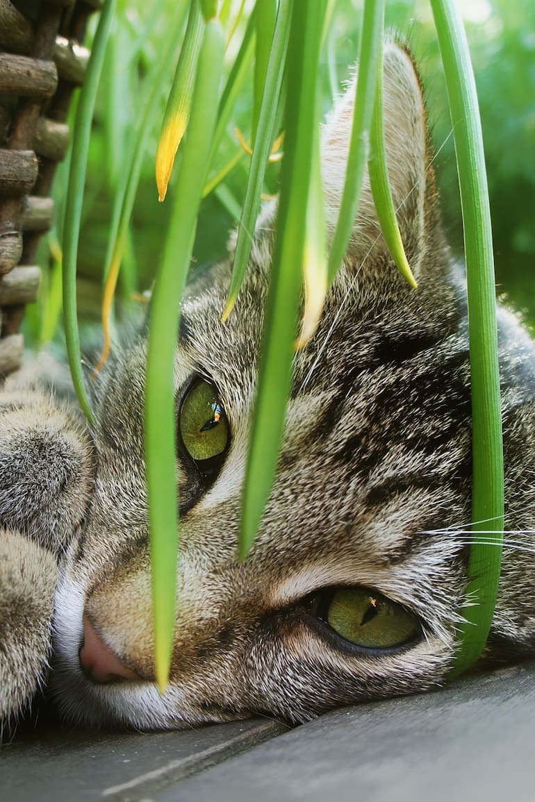 Existen más de 700 especies vegetales reconocidas como potencialmente tóxicas, tanto para humanos como para mascotas