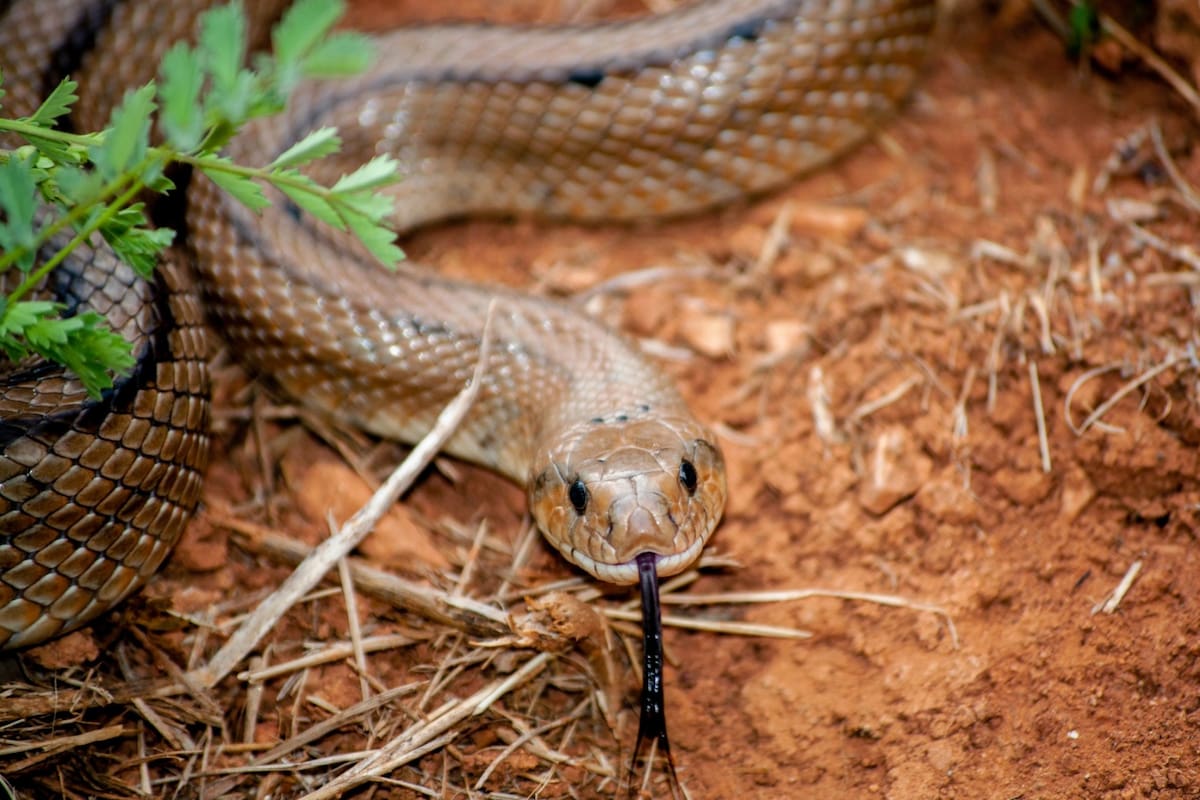 Existen muchos factores biológicos y ambientales que determinan la cantidad y la toxicidad del veneno de cada serpiente