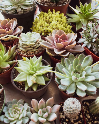 Existen plantas como las suculentas que puede vivir sin agua durante tiempo prolongado