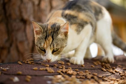 Existen snacks diseñados para felinos que contienen ingredientes como el cerdo y garantizan un aporte seguro de nutrientes (imagen ilustrativa)
