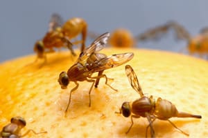Plagas: ¿cómo erradicar las moscas de la fruta?