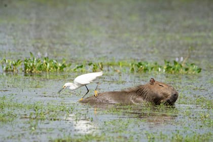 Existen soluciones naturales, como los humedales