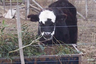 Cómo las ramas de eucaliptus pueden salvar un mal momento con las vacas