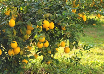 Existen una serie de trucos para fortalecer el crecimiento de un limonero