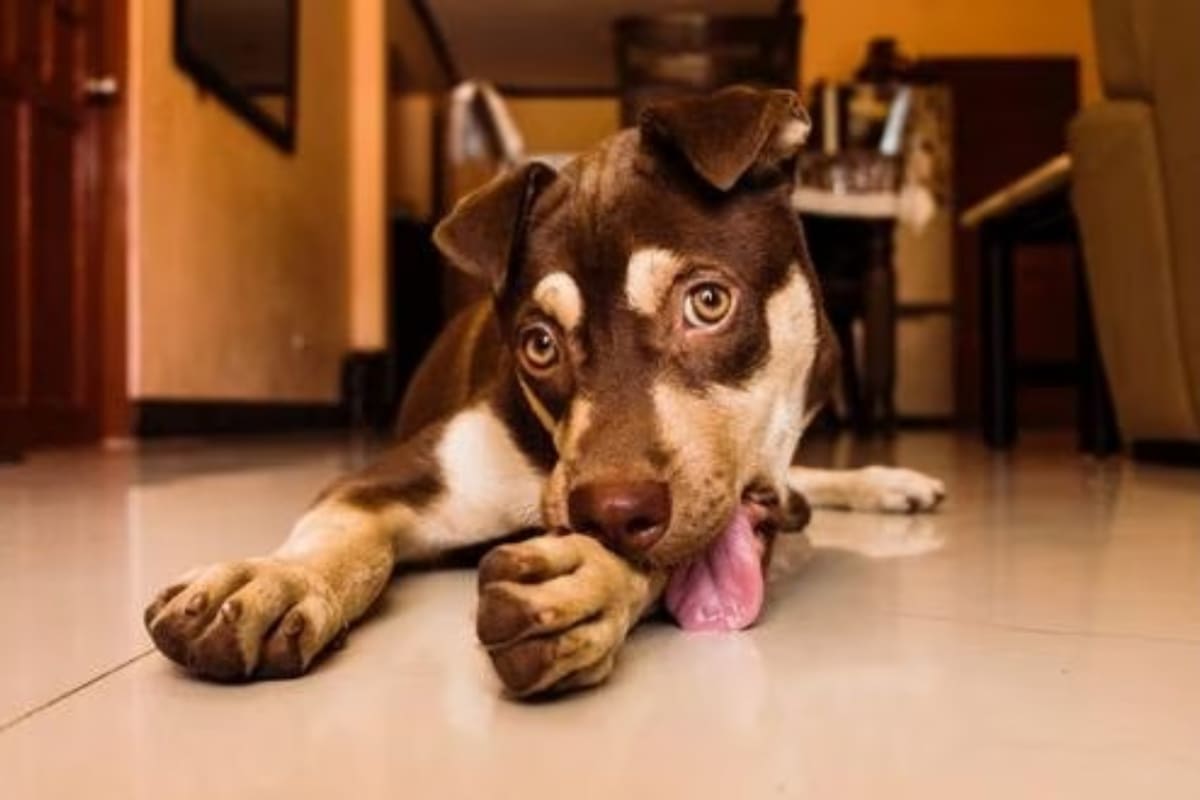 Existen varias causas que pueden provocar que tu perro se muerda la cola y otras partes del cuerpo (Foto: Jayson Lorenzo / Pexels)