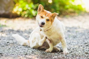 Existen varias formas para eliminar y prevenir las pulgas en nuestros perros sin recurrir a productos químicos, afirma Zorayda Coello, especialista en mundo animal