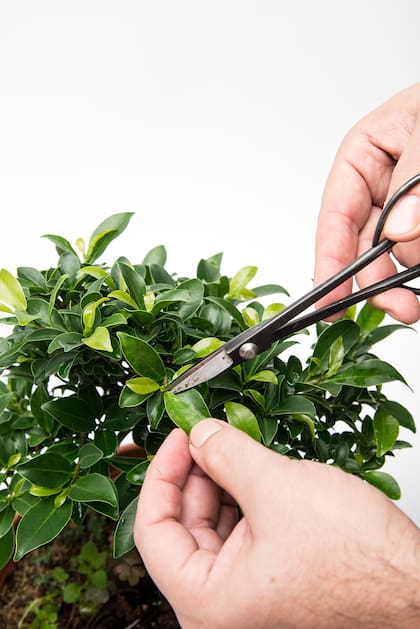 Existen varios métodos para iniciarse en el cultivo