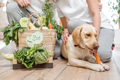 Existen verduras con las que podrías alimentar a tu perro sin perjudicar su salud