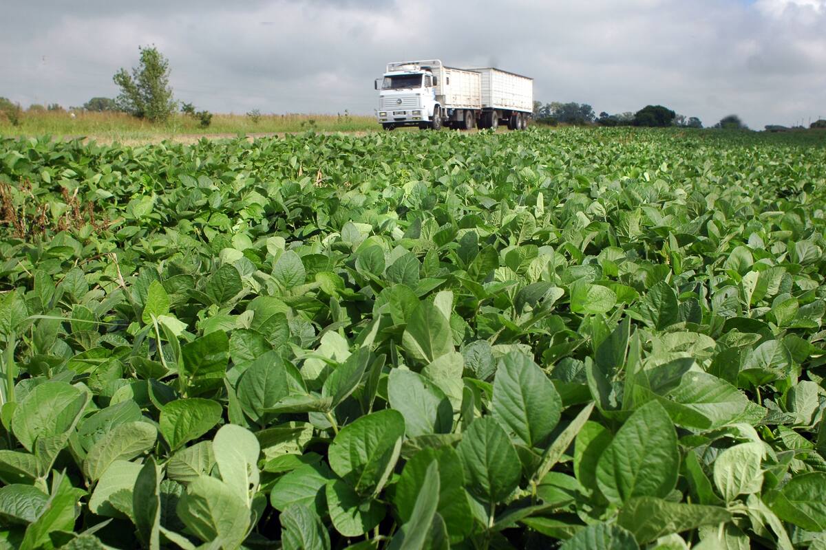 Expectativa por los rindes