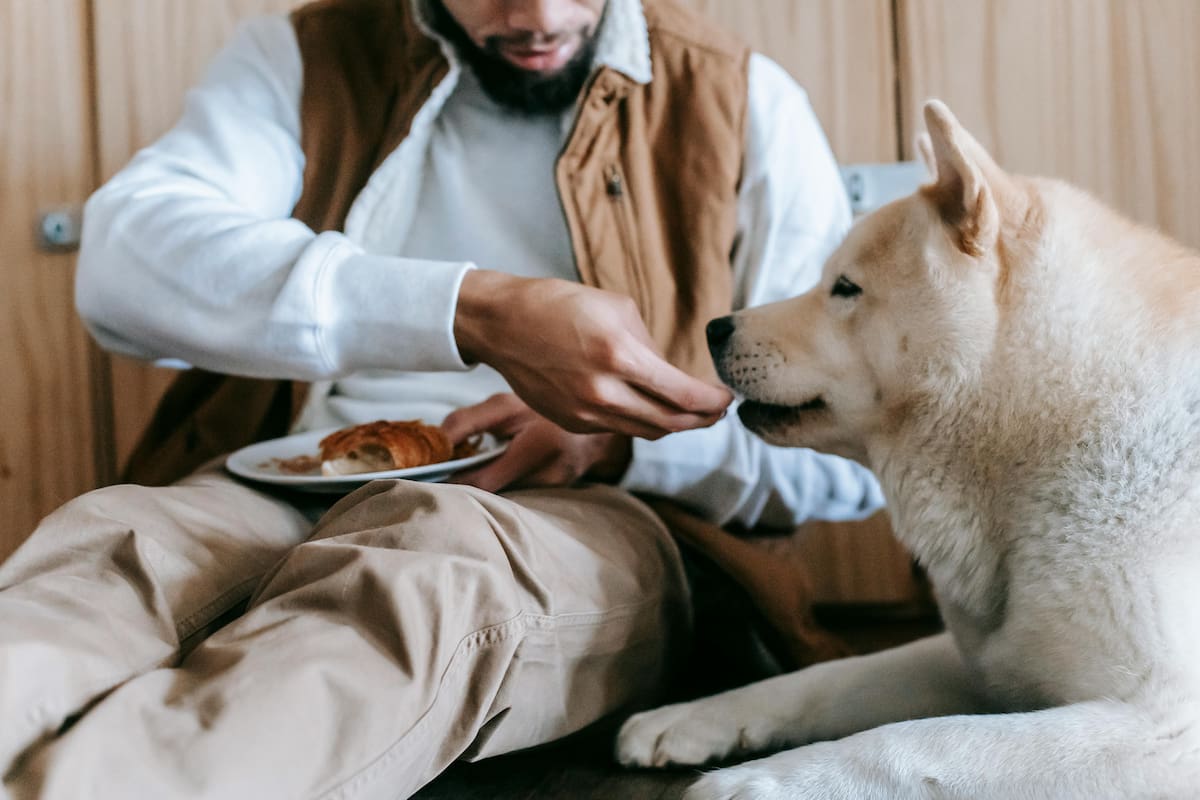 Expertas en nutrición animal encontraron la clave de la longevidad en las mascotas