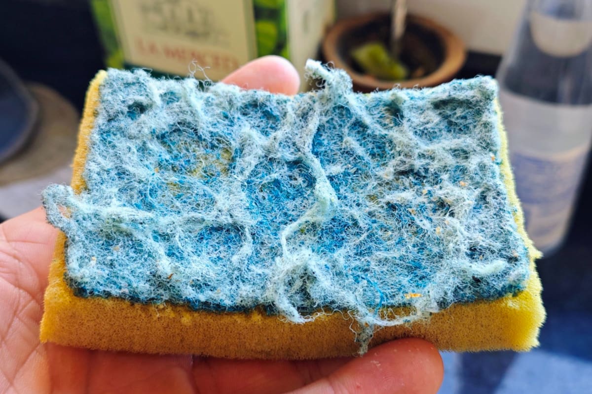 Expertos advierten por la proliferación de microplásticos (Foto: X)