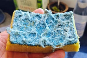 Expertos advierten por la proliferación de microplásticos (Foto: X)