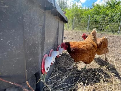 Expertos afirman que la crianza industrial de pollos es nociva para el animal. Por las alteraciones genéticas sufren enfermedades como trastornos del corazón o problemas de locomoción. Aunque las empresas alegan que han mejorado sus métodos de cuidado