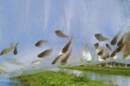Expertos del INTA y del Conicet analizan cultivar peces y camarones para luchar contra los mosquitos