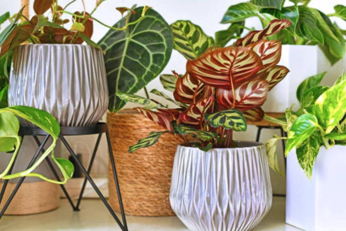 Expertos dicen que el cuidado de una planta tiene un gran poder terapéutico (Foto: iStock)