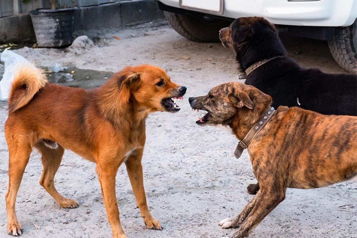 Expertos dicen que es necesario mantener la calma y actuar con determinación para proteger a tu perro en cualquier situación de riesgo. FOTO: El instinto de territorialidad puede causar conflictos cuando un perro ve amenazado su espacio