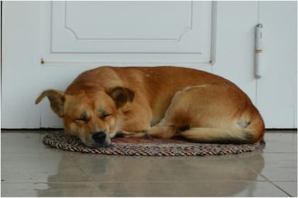 Expertos en neurociencia investigaron si los perros sueñan