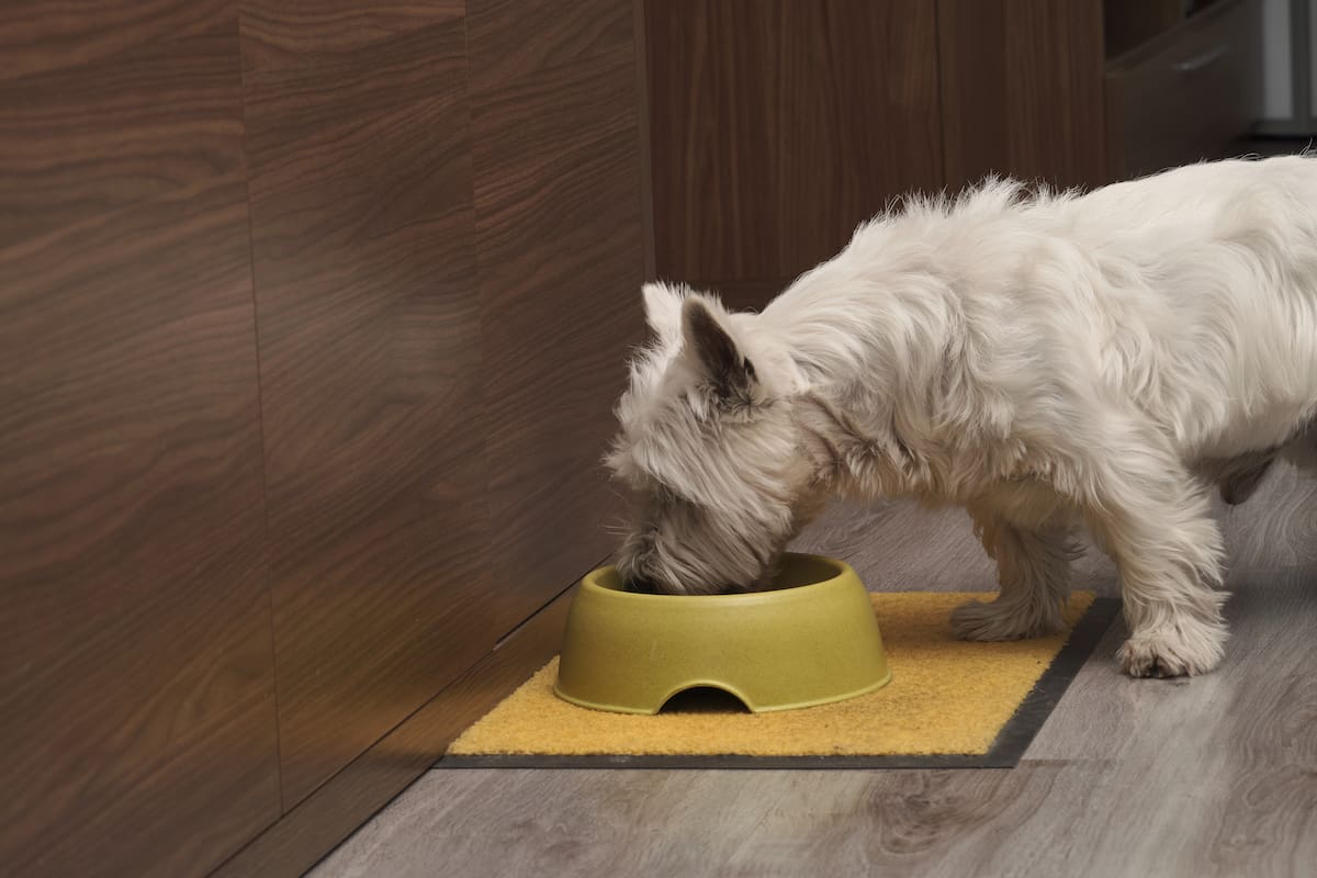 Expertos en nutrición explican por qué este plato nutritivo es el ideal para las mascotas (imagen ilustrativa)