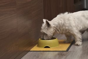 Expertos en nutrición explican por qué este plato nutritivo es el ideal para las mascotas (imagen ilustrativa)