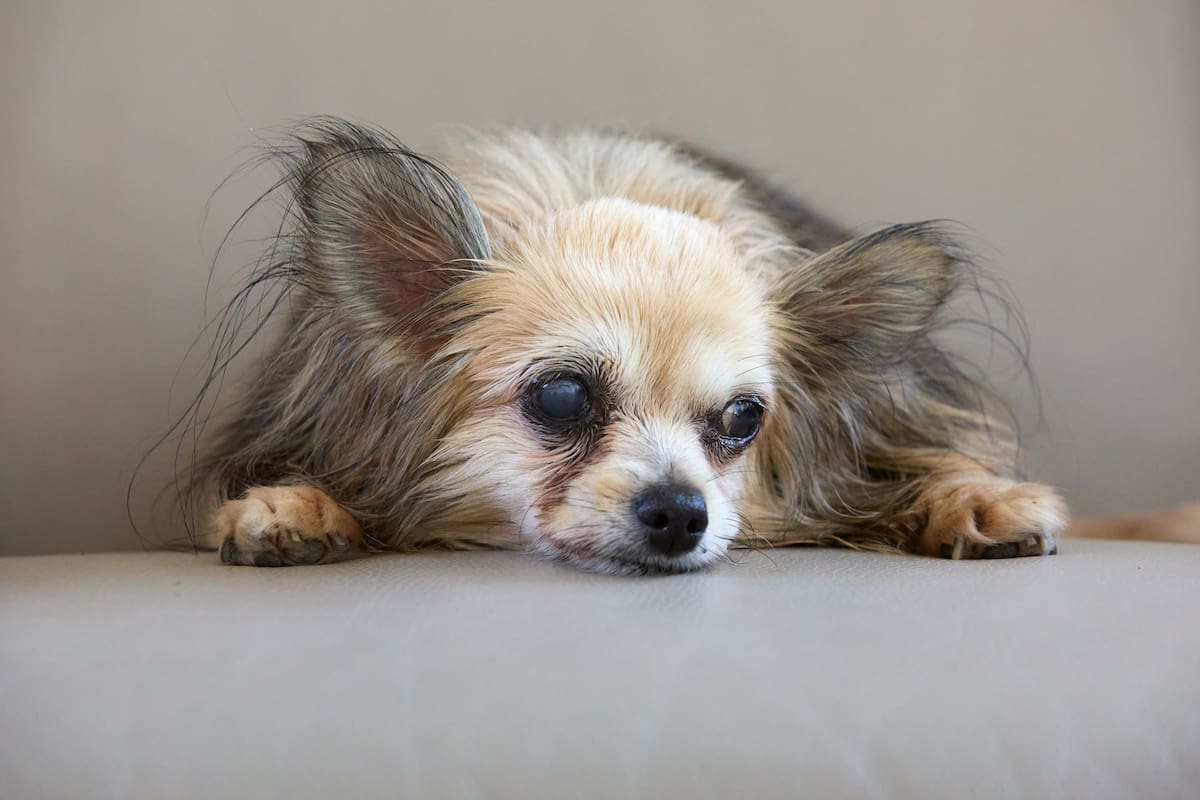 Expertos explican cómo cuidar a los perros mayores en los últimos años de sus vidas