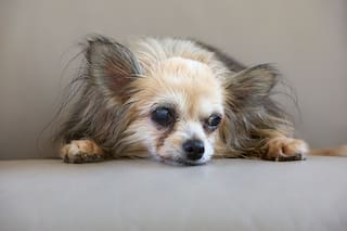 Cuándo empieza a envejecer un perro según su tamaño y raza