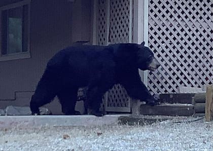Expertos recomiendan evitar dejar comida al aire libre para no atraer la presencia de osos
