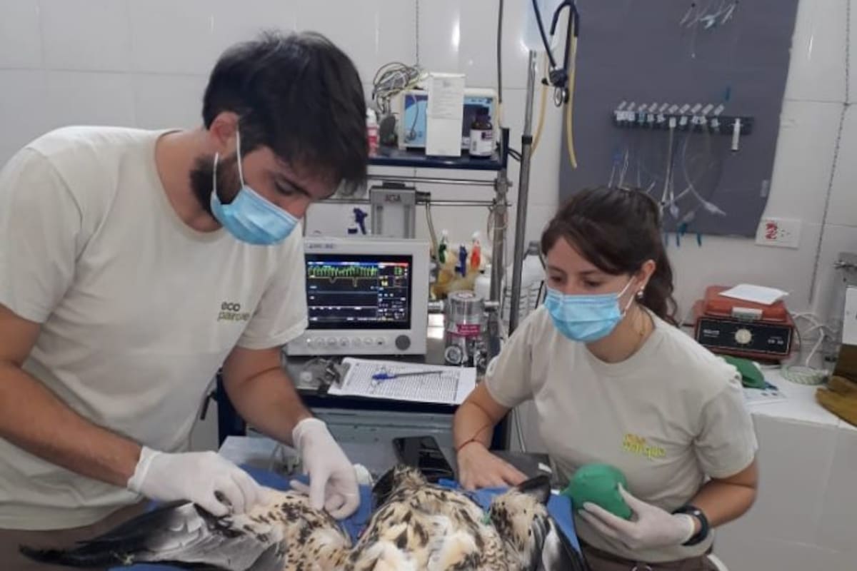 Expertos veterinarios realizaron un diagnóstico de la situación sanitaria del ejemplar y fue trasladado a Buenos Aires para su intervención quirúrgica. "La operación fue un éxito", indicaron a LA NACIÓN.