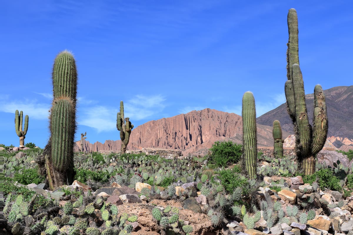 Explorar el norte es una experiencia enriquecedora que combina paisajes imponentes, cultura ancestral y una gastronomía única. Club LA NACION acompaña en el viaje.