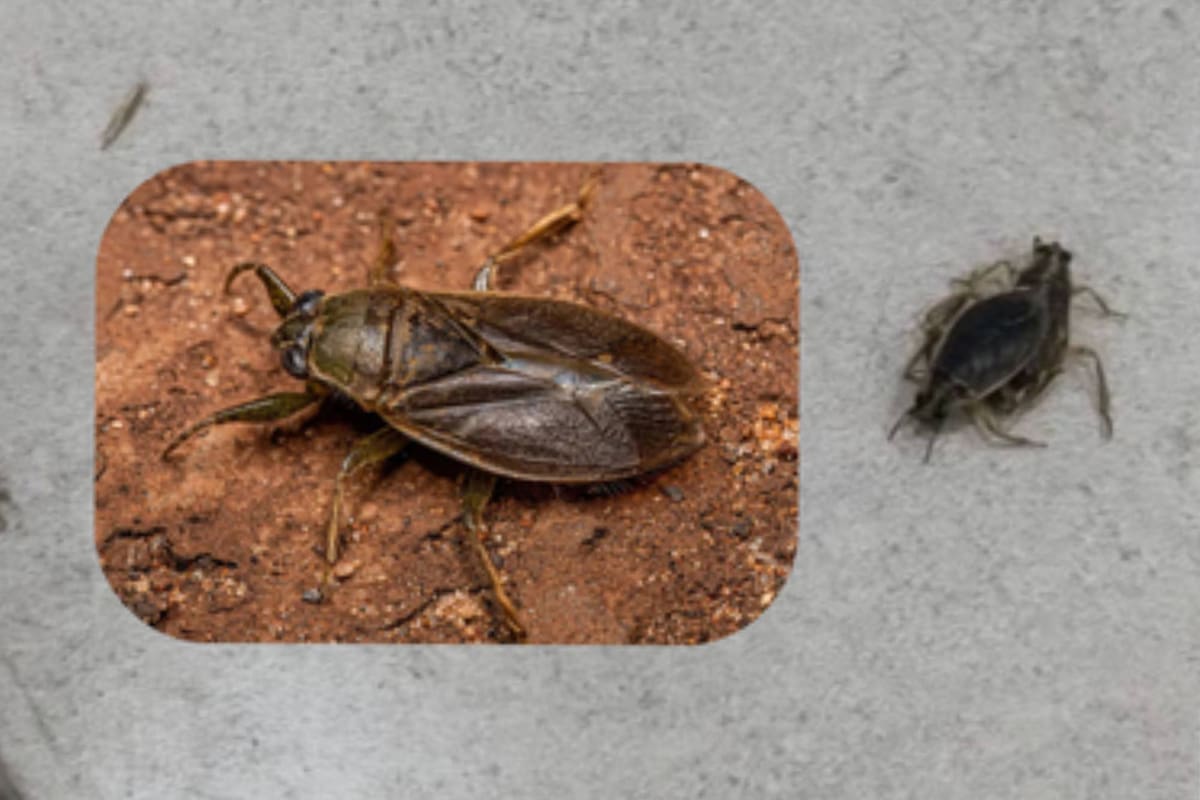 “Explosión demográfica de chinches agua”: qué son los insectos que aparecieron en balcones del AMBA y cuándo desaparecerá