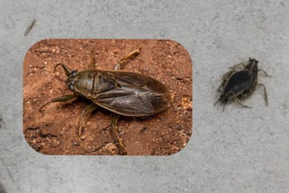 “Explosión demográfica de chinches agua”: qué son los insectos que aparecieron en balcones del AMBA y cuándo desaparecerá