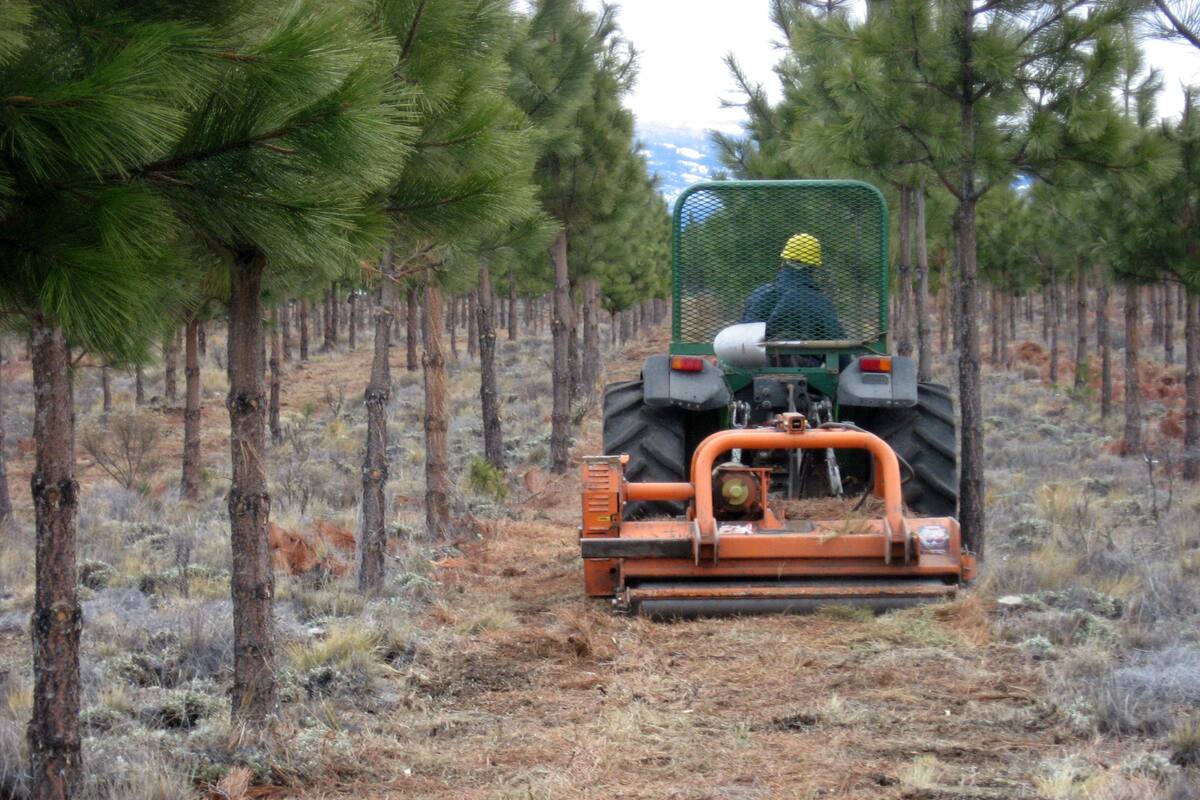 explotacion forestal