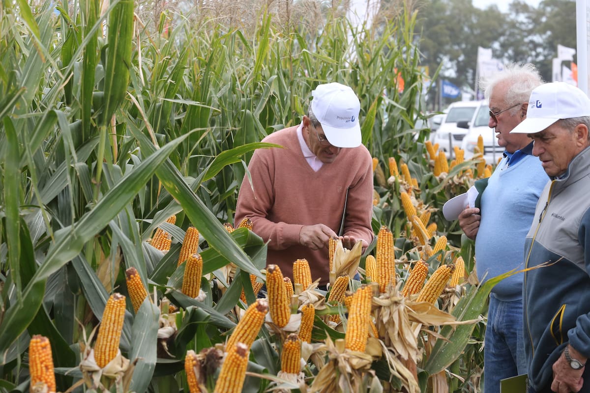 EXPOAGRO 2016.
SEMILLEROS.
FOTOGRAFIA SANTIAGO HAFFOR