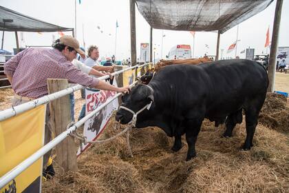 Expoagrtercer dia de expoagro ganado vacuno
Brangus
12-03-20
Foto: Marcelo Manerao