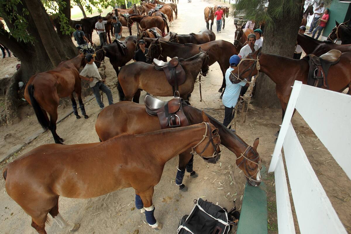 Exportación de caballos de polo.