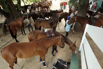 Exportación de caballos de polo.