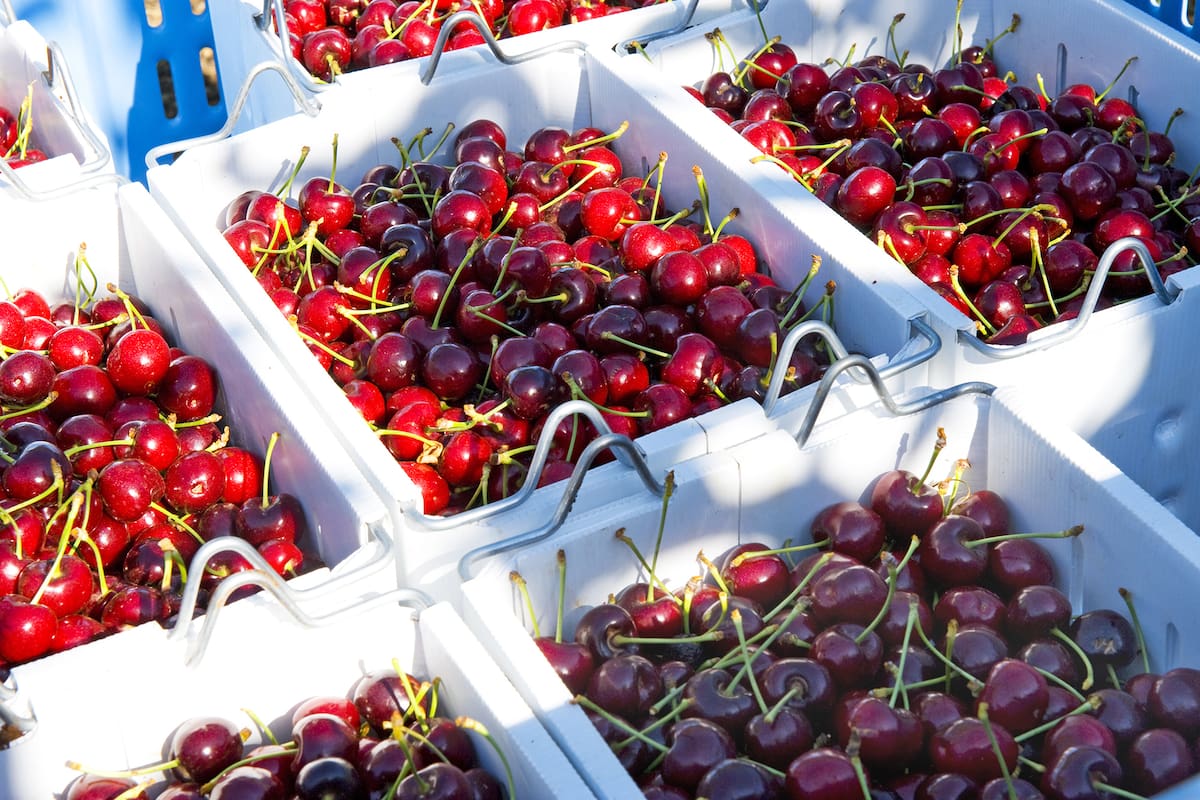 Exportación de cerezas a China