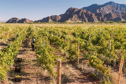 Economías regionales: generan exportaciones por US00 millones y dan empleo a 1,3 millones de personas Economías regionales: generan exportaciones por US00 millones y dan empleo a 1,3 millones de personas