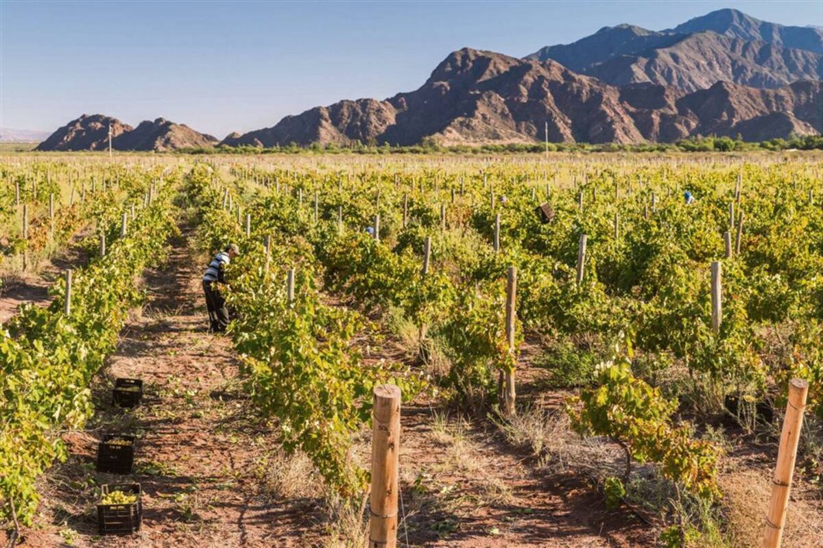 exportación En 400 hectáreas producen uvas y olivos que transforman en vino y aceite de oliva