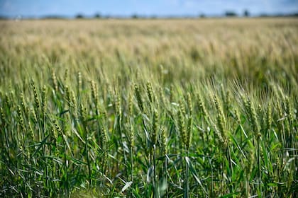 Exportaciones de trigo blando 2025/26 de la UE alcanzan 11,18 millones de toneladas en recuento incompleto