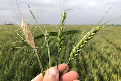 Exportaciones de trigo blando de la UE caen un 44% en julio-agosto, pesa falta de datos franceses