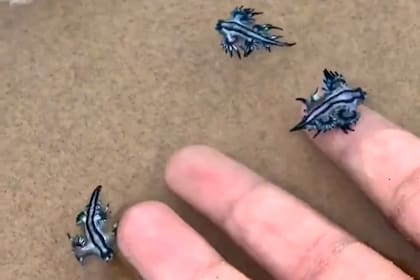 Extrañas babosas marinas que llegaron a las playas de Texas