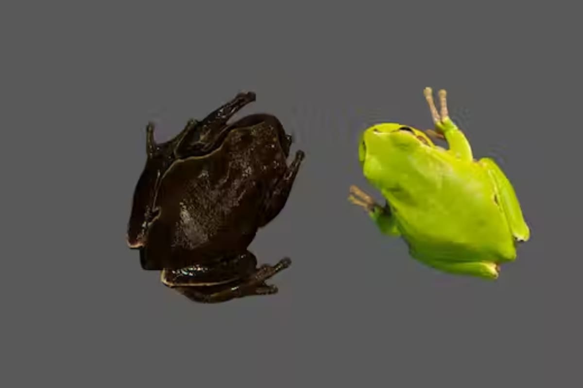 Extremos del gradiente de coloración de ranita de San Antonio oriental (Hyla orientalis). A la izquierda, ejemplar capturado en Chernobyl dentro de zona de alta contaminación; a la derecha ejemplar capturado fuera de la Zona de Exclusión