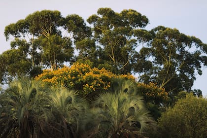 Exuberante combinación de palmeras Butia Yatay e Ibirapitá florecidos.