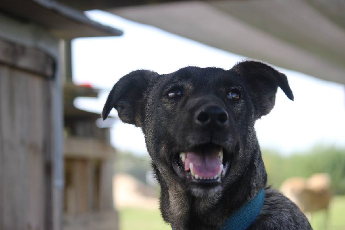 Ezequiel busca de nuevo a una familia que lo cuide